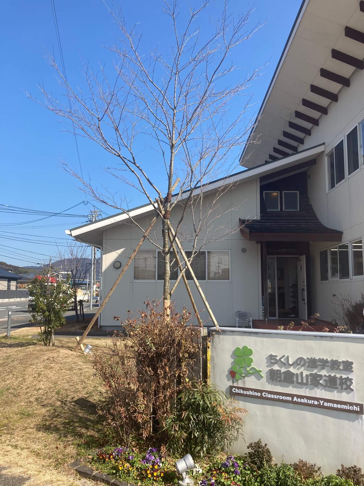 あサクラ　シンボルツリー