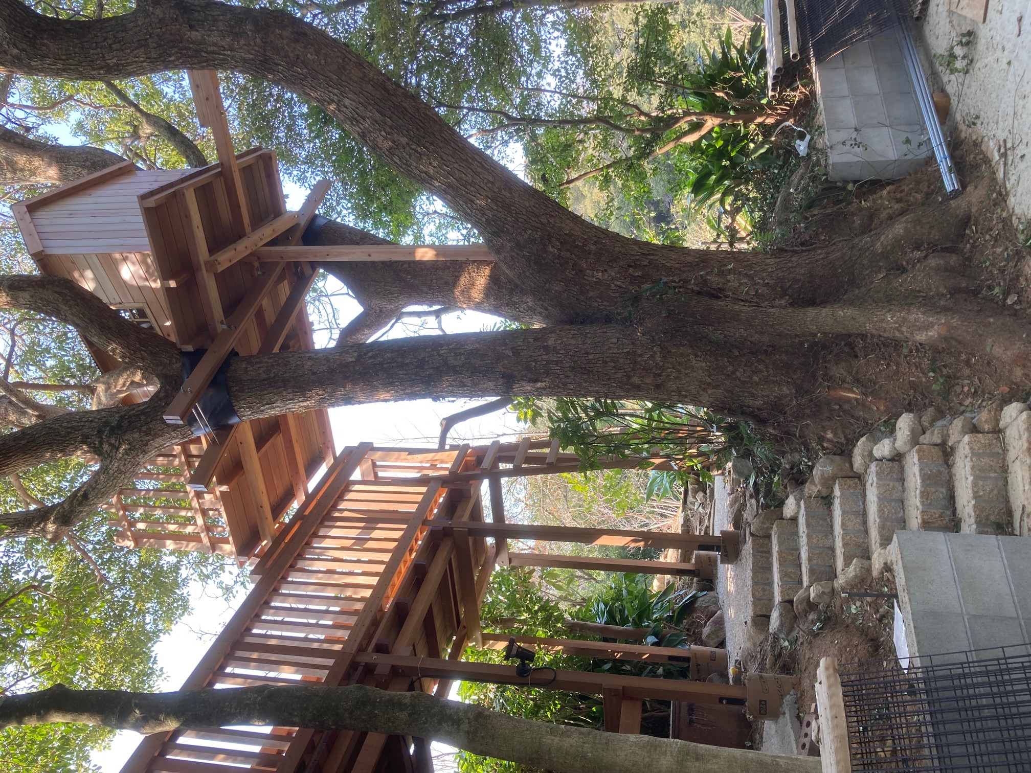 ツリーハウス　2